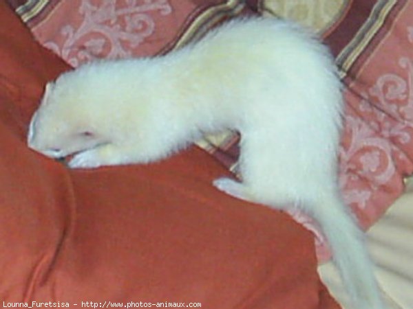 Photo de Furet