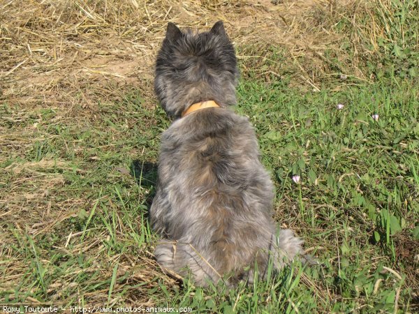 Photo de Cairn terrier