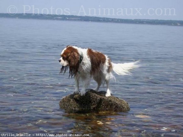 Photo de Cavalier king charles spaniel