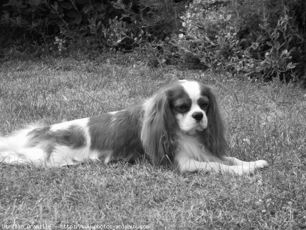 Photo de Cavalier king charles spaniel