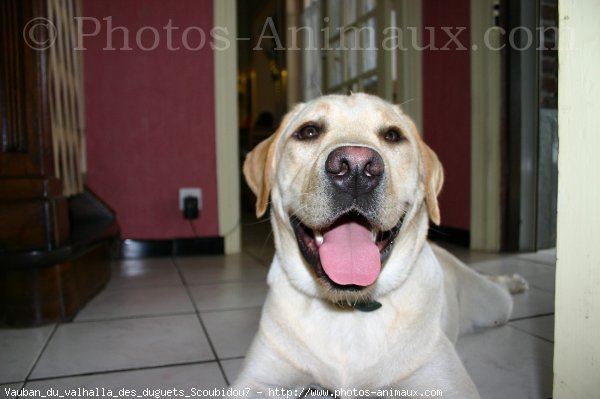 Photo de Labrador retriever