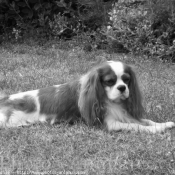 Photo de Cavalier king charles spaniel