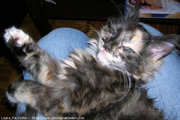 Photo de Maine coon