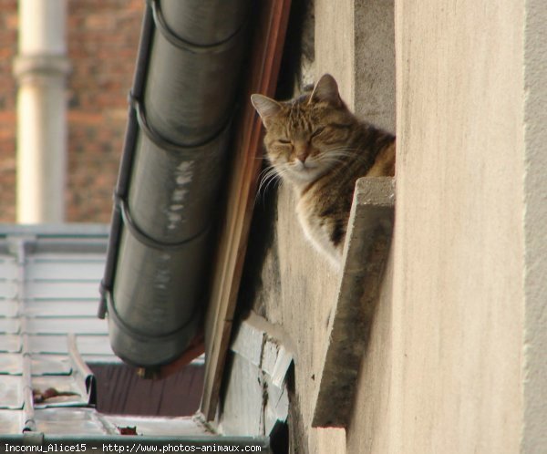 Photo de Chat domestique