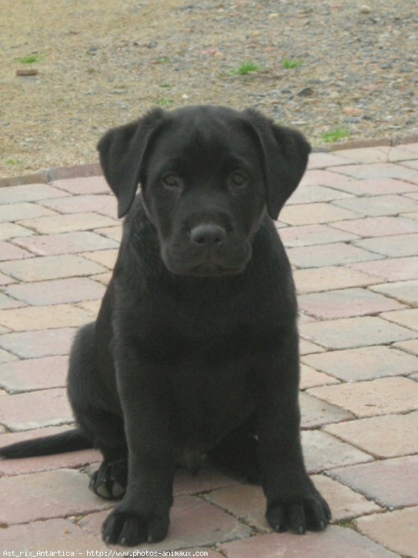 Photo de Labrador retriever