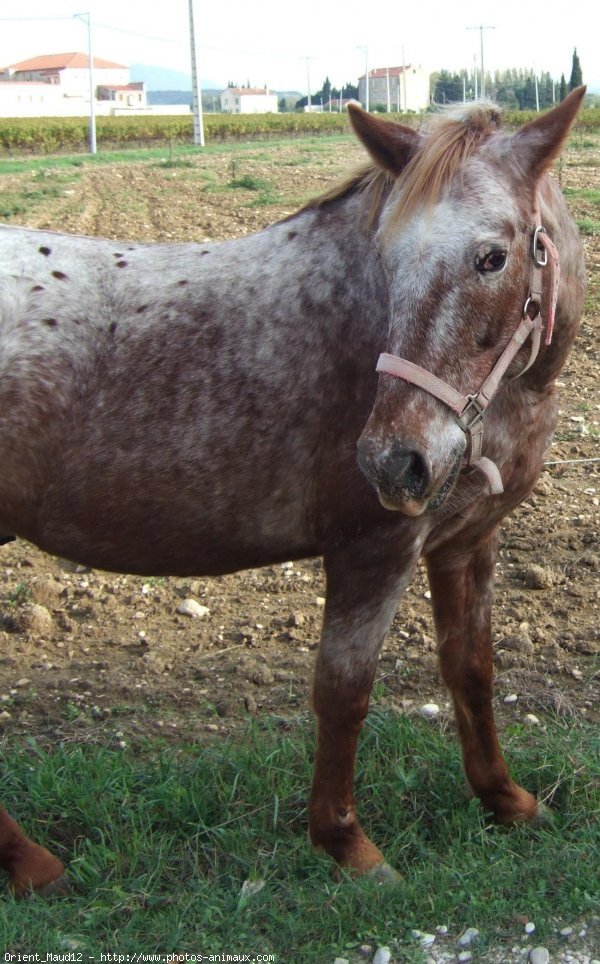 Photo d'Appaloosa