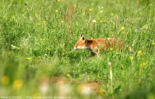 Photo de Renard