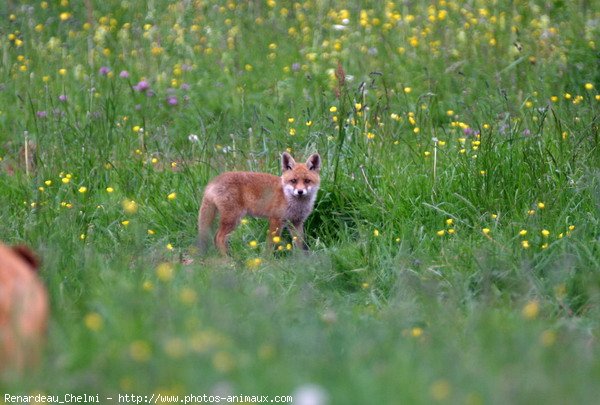 Photo de Renard