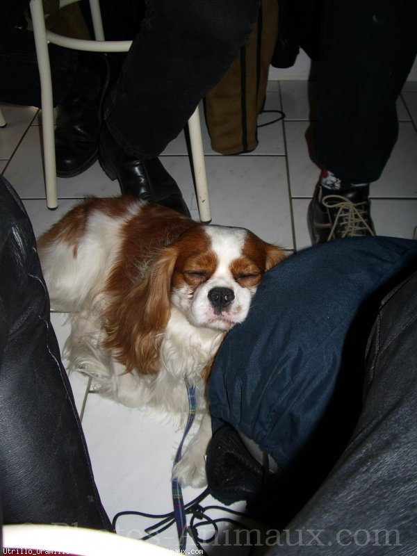 Photo de Cavalier king charles spaniel