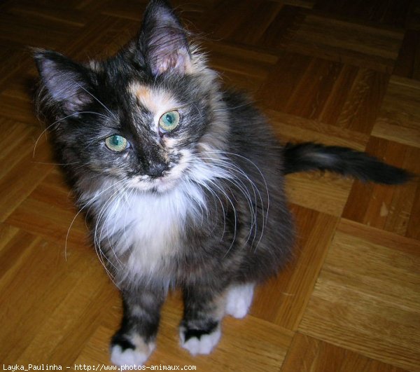 Photo de Maine coon