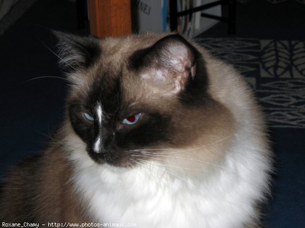 Photo de Ragdoll