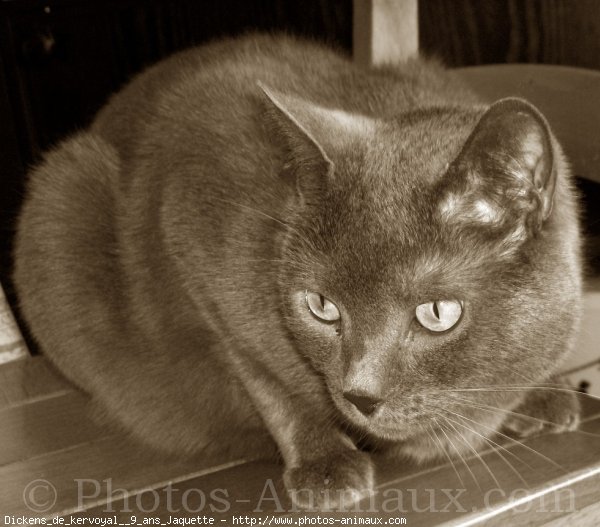 Photo de Chartreux