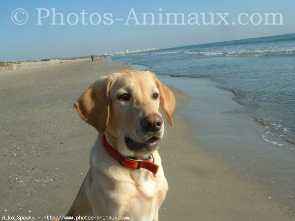 Photo de Labrador retriever