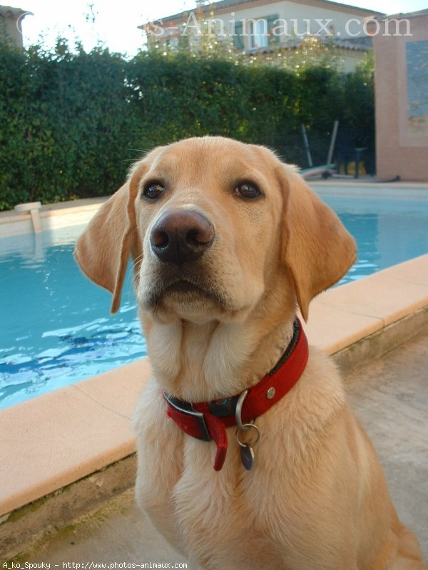 Photo de Labrador retriever