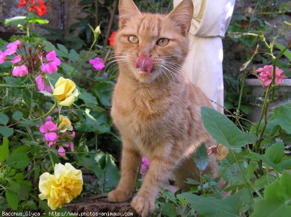 Photo de Chat domestique