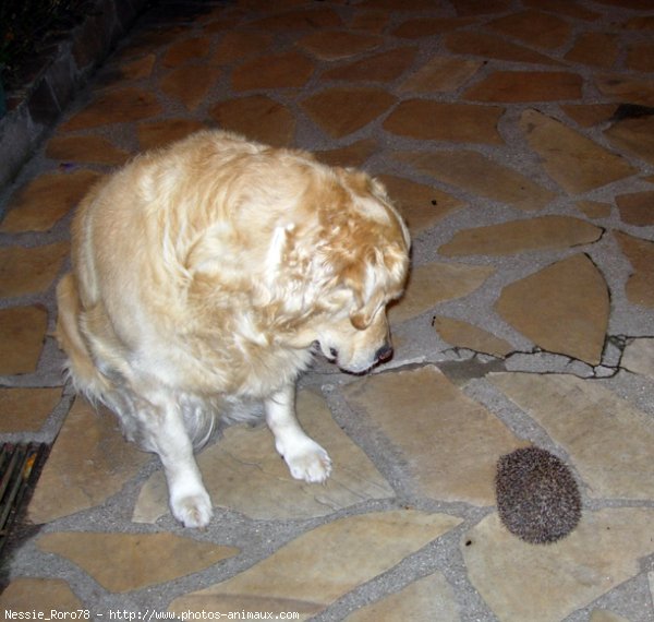 Photo de Golden retriever