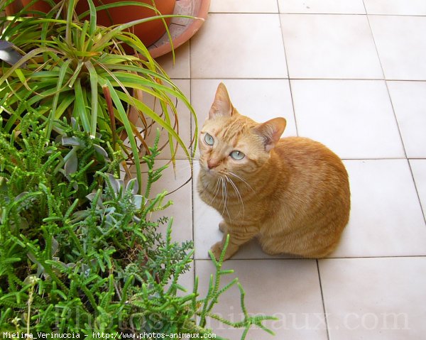 Photo de Chat domestique