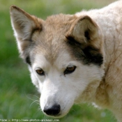 Photo de Husky siberien