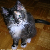 Photo de Maine coon