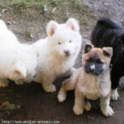 Photo d'Akita americain