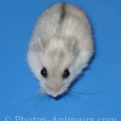 Photo de Hamster