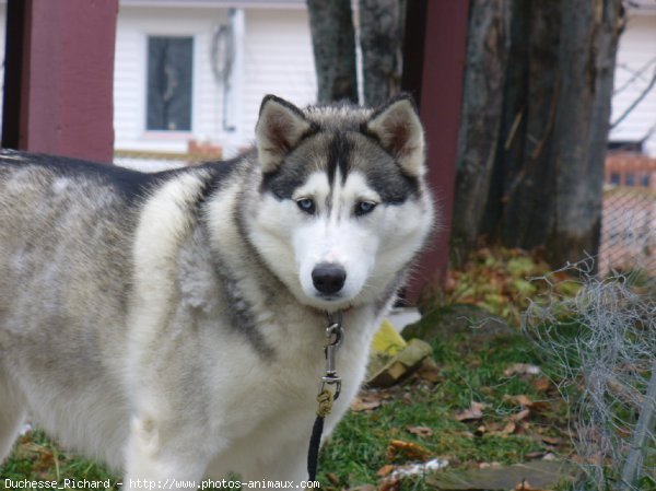 Photo de Husky siberien