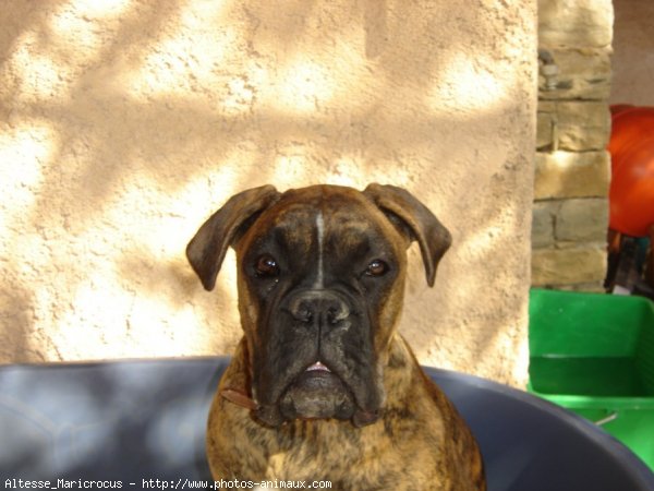 Photo de Boxer