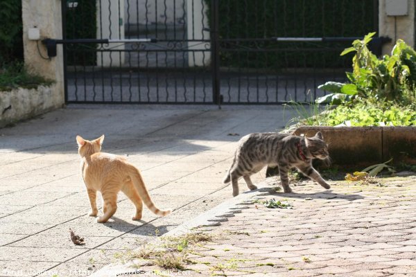 Photo de Chat domestique