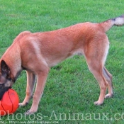 Photo de Berger belge malinois