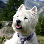 Photo de West highland white terrier