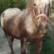 Photo d'Appaloosa