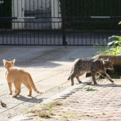 Photo de Chat domestique