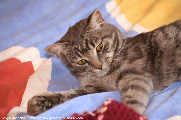 Photo de Chat domestique