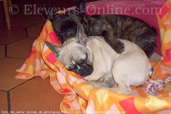 Photo de Bouledogue franais