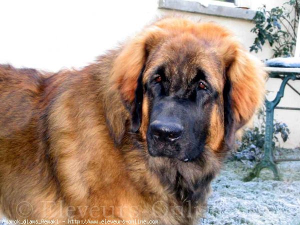 Photo de Leonberg