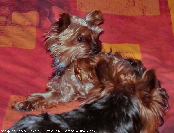 Photo de Yorkshire terrier