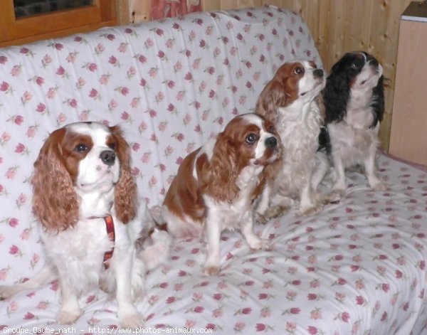 Photo de Cavalier king charles spaniel