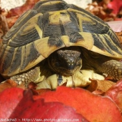 Photo de Tortue