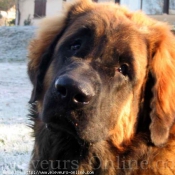 Photo de Leonberg