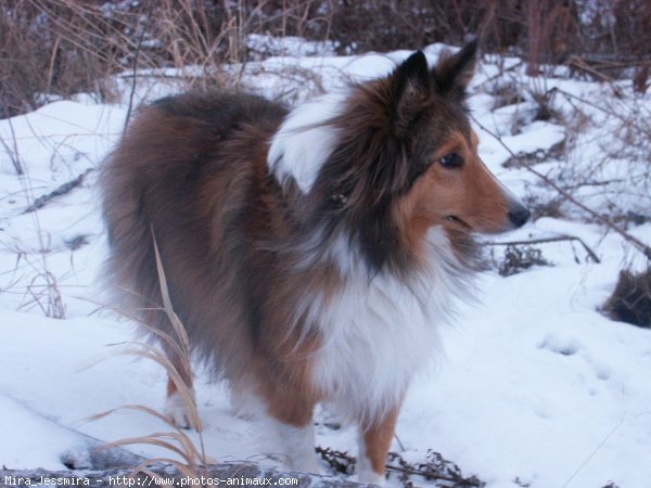 Photo de Chien de berger des shetland