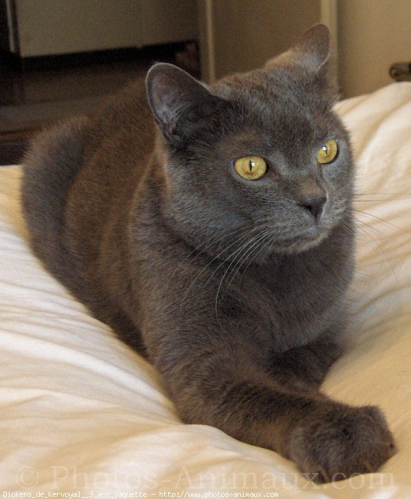 Photo de Chartreux