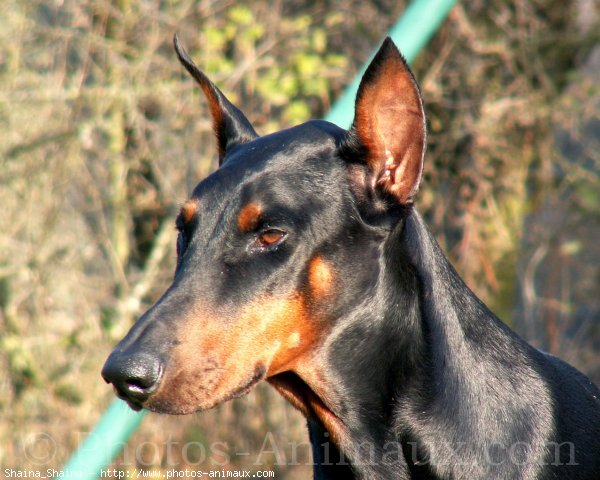 Photo de Dobermann