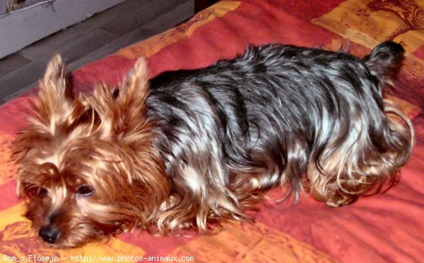 Photo de Yorkshire terrier