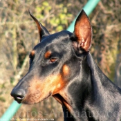 Photo de Dobermann