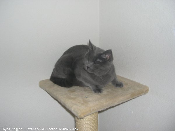 Photo de Chartreux