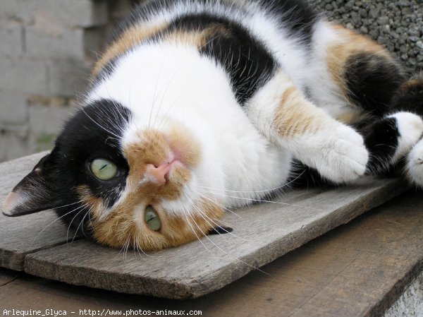 Photo de Chat domestique