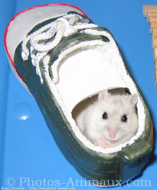 Photo de Hamster