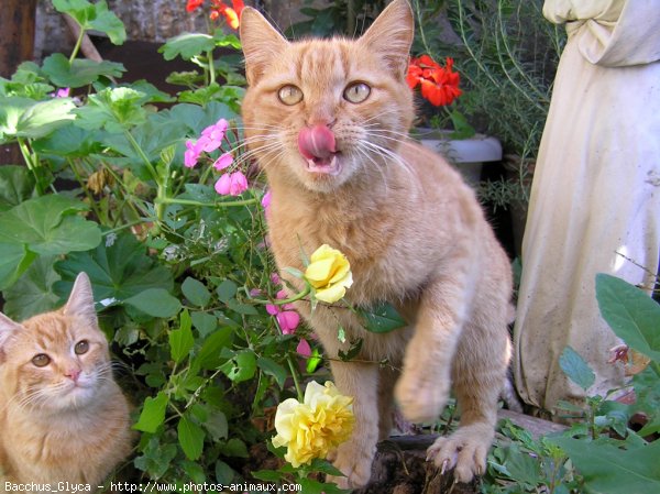 Photo de Chat domestique