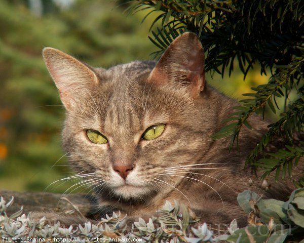 Photo de Chat domestique