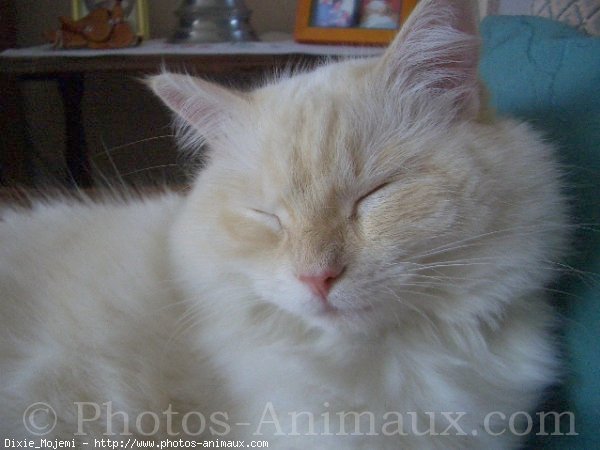 Photo de Ragdoll